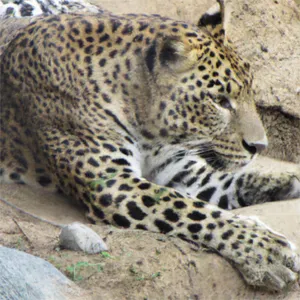 Lazy Leopard Crawl — Fred Wooldridge